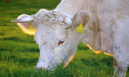 Bio besser als konventioneller Anbau