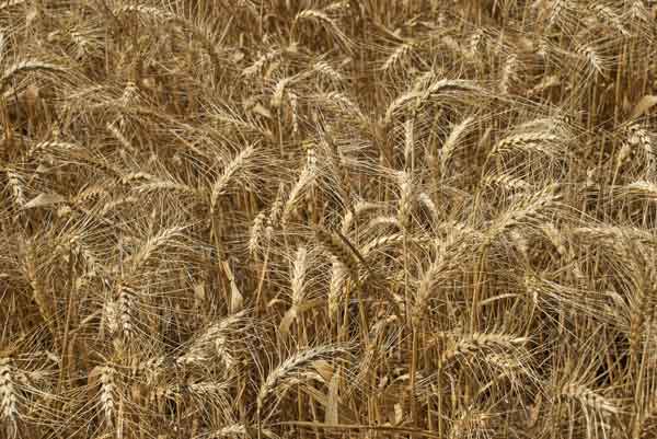 10 Anzeichen für Gluten Intoleranz