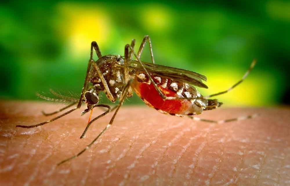 Zika Virus – Mikrozephalie durch mit Pyriproxifin verseuchte Moskitos?