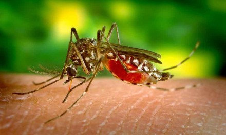 Zika Virus – Mikrozephalie durch mit Pyriproxifin verseuchte Moskitos?